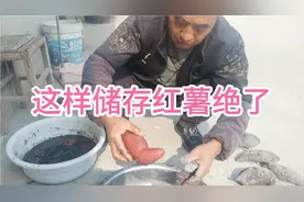 红薯这样保存，只需一泡一粘，保存一年不烂不生芽