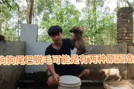 狗狗脱毛的很明显，用药调水给狗狗洗洗去体外虫子。