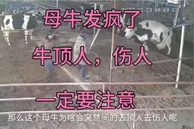 母牛发疯。牛顶人伤人事件频发。大家要注意一下几点。能保命视频封面