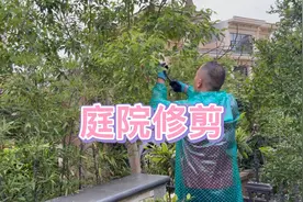 庭院的香樟树修修剪剪枝儿，在古代香樟树都是为女儿而种的！