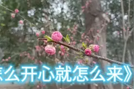 一首《怎么开心就怎么来》，现实版的，句句大实话，快来听听视频封面