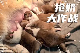 小奶狗为了吃奶花样百出，吃奶时尾巴竖的像天线一样，简直太萌了视频封面