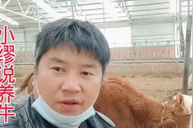 犊牛拉血怎样治疗效果好？视频封面