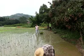 实拍广西插秧是这样插，还是用最古老的方法，好多老人不接受抛秧视频封面