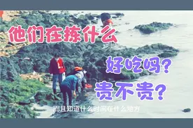 山东青岛五四广场，赶海人在礁石上采集海藻，它们营养价值很高…