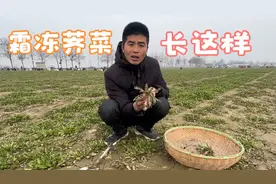 农村田里二月天，挖荠菜的好时节，经历一个冬天，香味浓郁口感佳视频封面