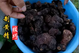 黄精也叫老虎姜，九蒸九晒有技巧，把握好这些制作就容易了！视频封面