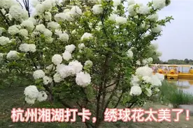 杭州人不去西湖去湘湖，为了一睹绣球花风采，青山碧水，老少皆宜视频封面