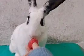 你们见过兔子吃草莓吗？来看看吧，真是搞笑又可爱呀视频封面