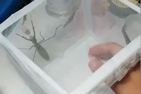这只中华大刀螳螂产卵了视频封面