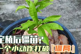 果树定植后僵苗咋办？一个小小动作，打破“僵局”爆新芽视频封面