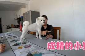 北京有只小狗会唱歌，手机伴奏一响它就一展歌喉，这是什么品种？视频封面