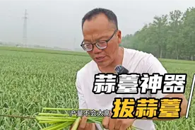 用刀子划开蒜棵拔蒜薹，会不会影响蒜头生长，听老四怎么说的视频封面