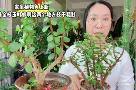 春天给金枝玉叶修剪这两个地方，枝干粗壮视频封面