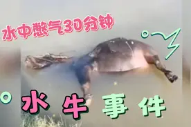 水牛水中憋气30分钟，你猜结果如何？眼一闭就完了😂
