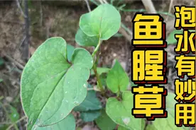 鱼腥草的根，晒干泡水有妙用，解决不少男女朋友的烦恼视频封面