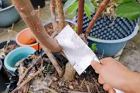 青枣高产有窍门，不花钱只要砍一砍，生长旺盛挂果多，又大又甜！视频封面