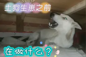 土狗生崽之前在做什么？它的聪明程度让人感叹视频封面
