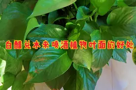 白醋兑水喷洒这些盆栽，叶片油亮花开旺视频封面