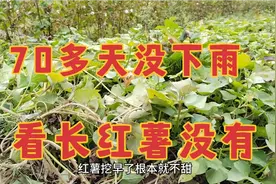 湖北：大概70多天没下雨，旱情有多严重，来看看红薯长的啥样视频封面