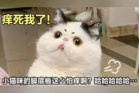 趁小猫咪睡着，偷偷挠它的脚底板，比人还怕痒，太好笑了视频封面