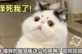 趁小猫咪睡着，偷偷挠它的脚底板，比人还怕痒，太好笑了