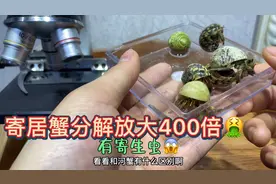 寄居蟹显微镜放大科普！视频封面