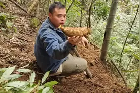 挖冬笋的准确位置，这种角落的冬笋都是2斤以上，一定不能错过视频封面
