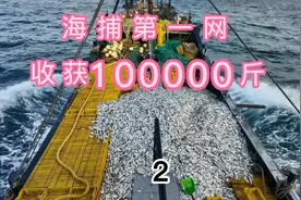 阿成开船海捕遇到30米厚度鱼群，放下虎年第一网收获100000斤下集视频封面