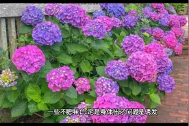 上身胖是脾胃不好，下身胖是肝胆不好，肚子胖是什么？想到了没？视频封面