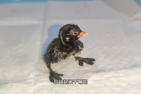 救助小鸊鷉第4天，小蛤蟆今天能站起来了，顺利度过危险期！视频封面