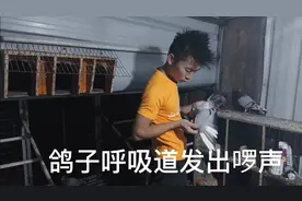 喂鸽子发现，鸽子得了呼吸道 发出罗声，马上给他治疗视频封面