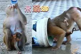 【喝水达人】米莉娜单手喝矿泉水，俯身钻进水桶，有情饮水饱视频封面