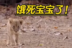 小狮子饿得头晕眼花！母狮子却不让小狮子吃一口奶！小狮子饿坏了视频封面