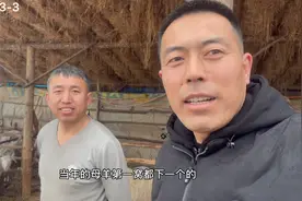 发羊财遭羊罪，许仙这帮羊繁殖挺快呀，就是有口头福，哈哈。视频封面