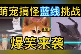 来啦来啦！萌宠爆笑蓝线挑战来啦！没想到蓝线挑战还能这么玩！