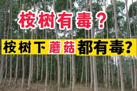 桉树有毒？桉树下的蘑菇都有毒？