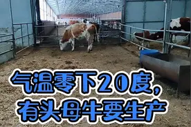 怀孕母牛320多天还不下正常吗？气温零下20度，大小牛如何护理？视频封面