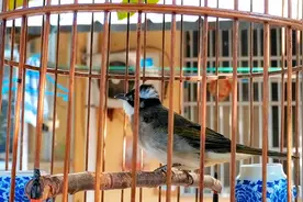 大早上白头翁鸟激情大叫，确实好听！