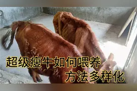 小陈家的超级瘦牛，如何在一个月之内育肥，喂养的方法多样化视频封面