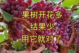 果树开花多结果少？用它喷一喷，结果多又多，另分享两个关键问题视频封面