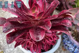 雨后的法师最美，顺便看一下2周就服盆的，欧嘉莉居然褪锦了视频封面