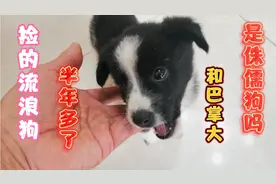 路边捡的小奶狗，半年多了只长心不长个还没巴掌大是侏儒小狗吗