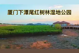 坚持原创做有质量的视频：厦门下潭尾红树林湿地公园视频封面