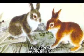 生肖兔的性格，命运，爱情和婚姻视频封面