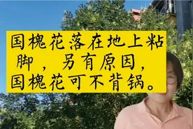 国槐花落到地上粘脚，另有原因，国槐可不背锅视频封面