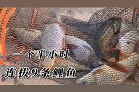 野钓鲤鱼很简单，选对钓法、一包五谷杂粮就搞定！视频封面