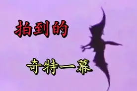 你没见过的不可思议 无意间拍到的奇特生物 世界之大无奇不有视频封面