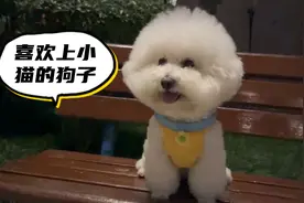 一只喜欢上小猫的狗子，注定没有结果。每天就这样傻等着。视频封面