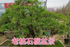 一批老桩石榴盆景庭院别墅首选，石榴寓意多子多福好养易耐寒耐旱视频封面